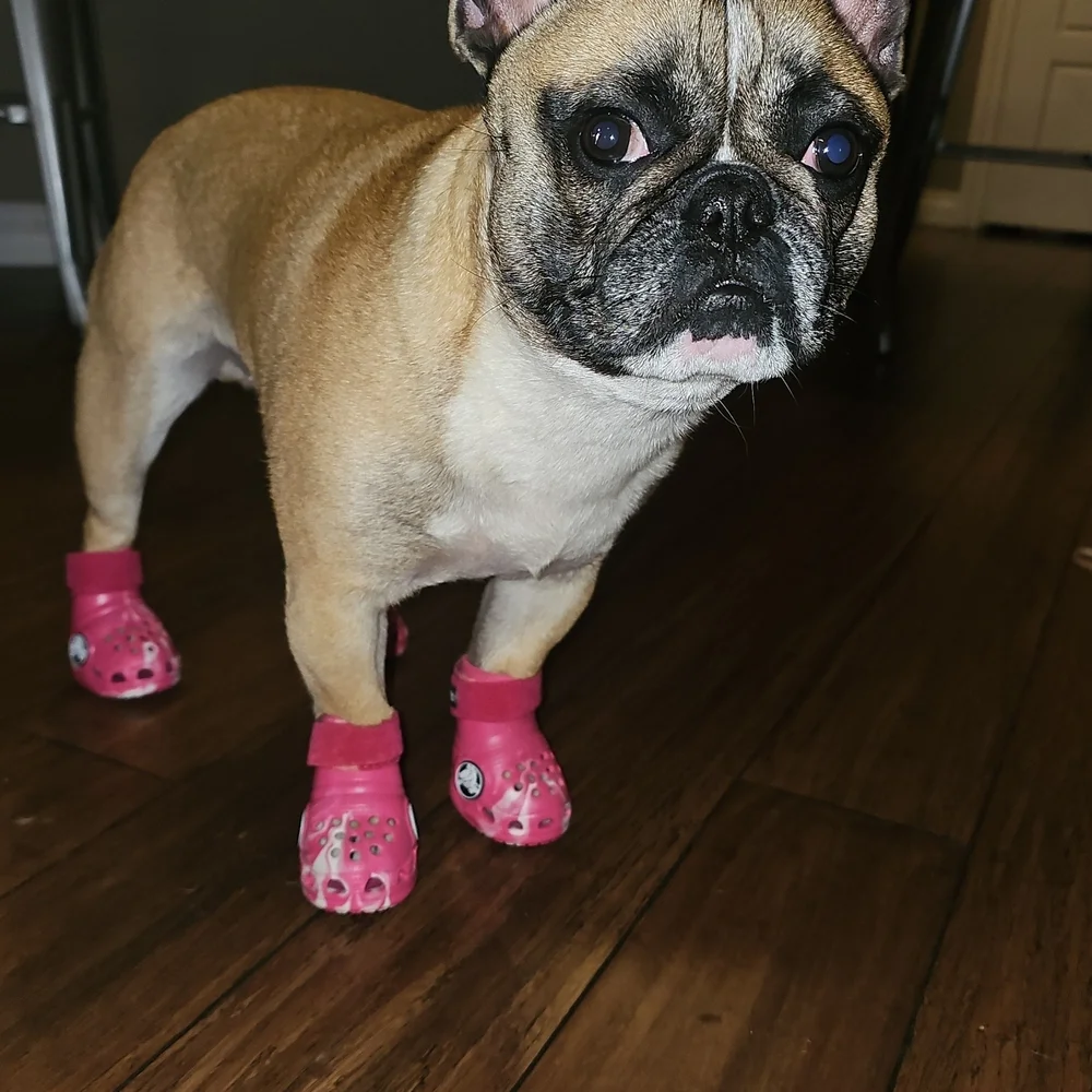 Dog Crocs - Picture 6 of 6